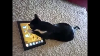 Funny Cats Playing Game must watch