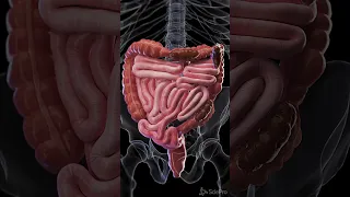 Constipation - 3d animation  #meded #anatomy #3dmodel