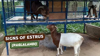 Signs of Estrus (Paglalandi ng Kambing)