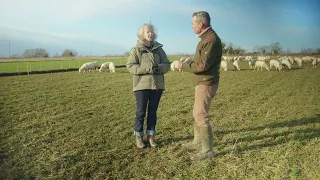 Grazing Sheep on Wheat, Dr Lydia Smith, NIAB Innovation Farm talks to Ian Wikinson