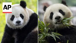 2 giant pandas are coming to Washington's National Zoo from China