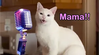 Mama Cat Song - The Singing Cat Catchy Tune