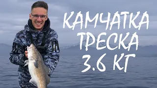 Супер рыбалка на Камчатке мыс Опасный Треска на 3,6кг!!!