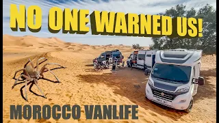 Spiders in the Sahara! - Morocco VANLIFE