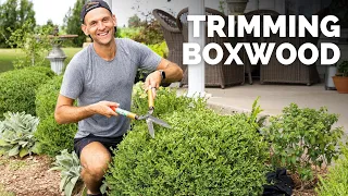 Trimming Boxwood Along My Front Porch and Back Patio | Gardening with Wyse Guide