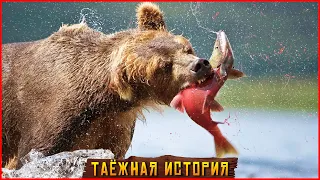 🐻 Медведь спас деревню от голода. Таежные истории. Удивительные рассказы про животных, жизнь в тайге