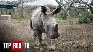 High Stakes Rhino Rescue Mission - Wild Animal Rescue