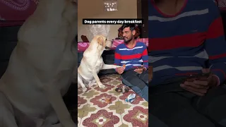 Kya app ke ghar mein bhi dog hai #dog #labrador #labradorretriever #labradorlovers #viral #shorts