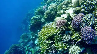 Snorkeling | Soma Bay (the best coral reef in the redsea)