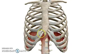 The Diaphragm (3D) - Dr. Ahmed Farid