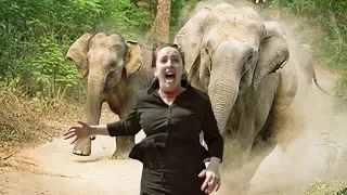 Дикий слон атакует человеческие страшные видеоролики