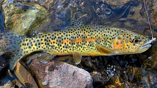 Catch & Cook WILD Trout from a TINY Stream!!