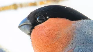 Снегири на кормушках (Bullfinches at feeders)