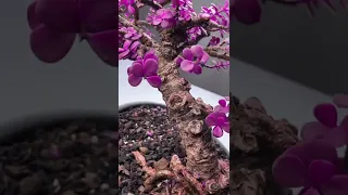 Imagine Purple Jade Bonsai #shorts #bonsaitree #jadeplant #plants #flowers