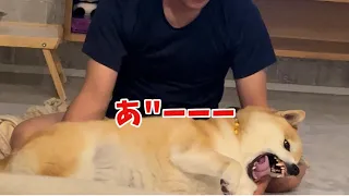 【普段穏やかな柴犬が今日怪獣になりました】