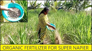 How do you fertilize Super Napier grass / Organic Fertilizer Application for Super Napier