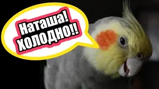 Попугай / Лучшие приколы | Parrot / Fail Compilation. Подборка Приколов #23