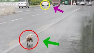 Left in the middle of the road, she tried her best to run 2km to chase the owner's car in tears