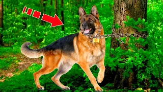 A girl saved a dog tied to a tree. And later a surprise awaited her!