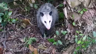 Opossum im Garten