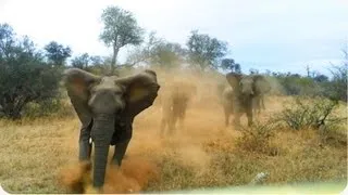 Elephant ATTACKS Safari Jeep