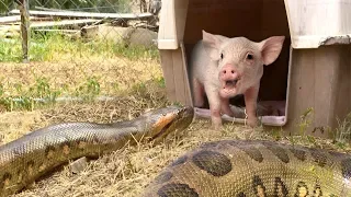 Anaconda Enters Pig Pen--Eats Pig (Extended, Time Lapse x5)