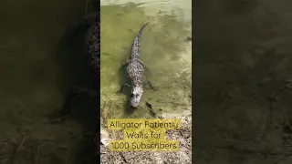 Alligator wants attention