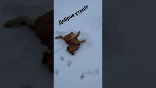 Доброе утро!!! #dog #animals #животное #собака #goldenretriever #golden