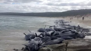 Nach genau 9 Jahren wieder: Wale stranden in derselben Bucht