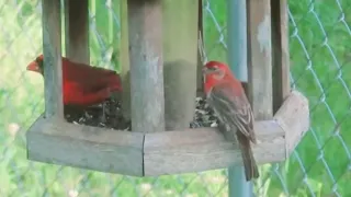 God's Bird Show 5 11 24 European Starling, Cardinals, & House Finch