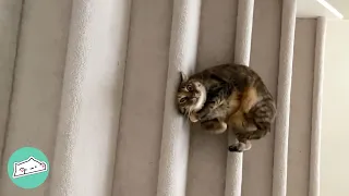 Playful Cat Loves Tumbling Down The stairs. Her Mom Can’t Get Enough Of It | Cuddle Buddies