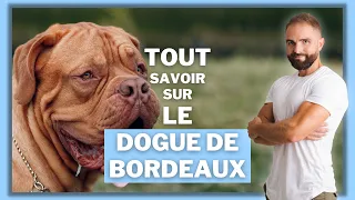 Race de chien Dogue de Bordeaux : caractère, dressage, comportement, santé de ce chien de race...