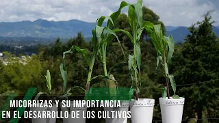 Micorrizas y su importancia en el desarrollo de los cultivos- TvAgro por Juan Gonzalo Angel Restrepo