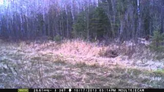 Coyote Bobcat Fighting in Wild