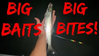 Big Live Baits = HUGE Fish on the BEACH & New PB!