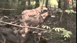 Повелитель волков. Жизнь в волчьей стае.