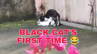 CATS MATING | WHITE CAT IS TOO HOT TO RESIST
