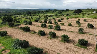 EXCELENTE PROPRIEDADE COM  34 HECTARES , COM PRODUÇÃO DE ABACATE