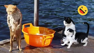 Try Not To Laugh 😅 Funniest Cats and Dogs 2024😹🐶 #74