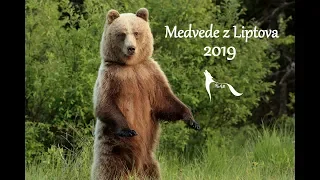 Medvede z Liptova.