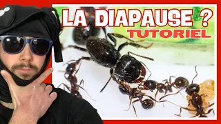 DIAPAUSE FOURMI: 3 moyens faciles de la faire !