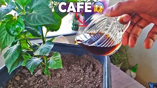 Coloque CAFÉ nas plantas agora (ADUBO MARAVILHOSO)