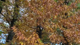 Осень 🍂 Дубы: обыкновенны,  европейский, монгольский, черешчатый..