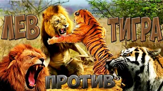 ЛЕВ ПРОТИВ ТИГРА (реальные схватки) кто сильней ?