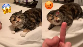 😡 Angry Cat - Super Pets Reaction Videos | AnimalFunny