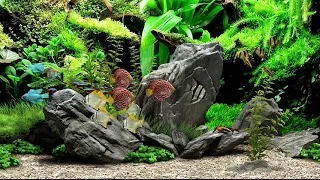 Best Aquarium Screensaver | Ultra realistic Fish tank | Dream Aquarium  Background | 30 minutes 2K