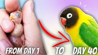 LOVEBIRD GROWTH STAGES | First 40 Days of Fisher Lovebirds Babies timelapse