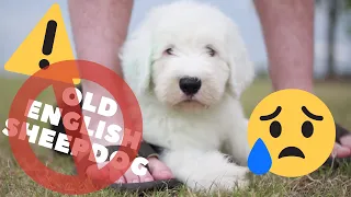 10 Reasons NOT to get an Old English Sheepdog┃Ed&Mel