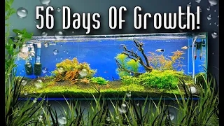 Aquascape - Start to 8 weeks of Growth (Timelapse)