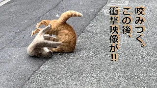 【短歌と見よう①】のど元へ喰いつく猫の毛は流れ真昼の路上に血風譚（けっぷうたん）あり